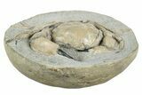 D Fossil Crab (Pulalius) In Concretion - Washington #240456-4